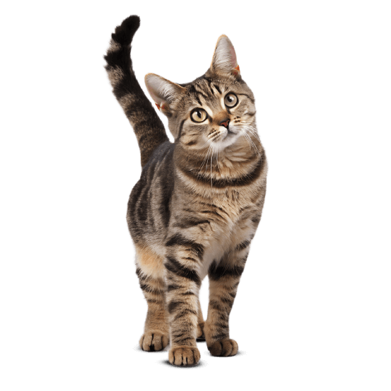 Nowy projekt - 2025-12-01T150407.534.png